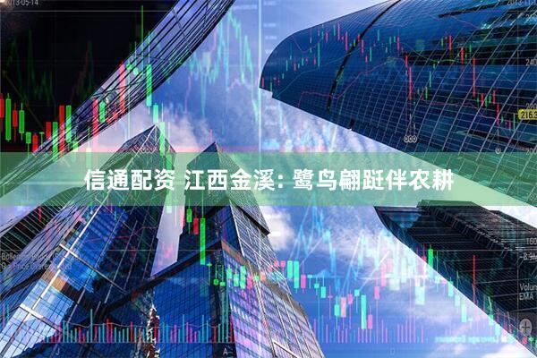信通配资 江西金溪: 鹭鸟翩跹伴农耕